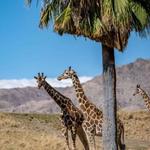 The Living Desert Zoo and Gardens