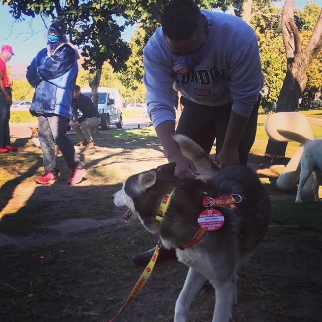 volunteering with Oscars Arc, a local Cape Town dog shelter