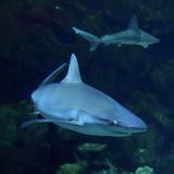 Shark Reef Aquarium at Mandalay Bay