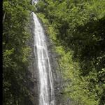 Trail Walk to Manoa Falls