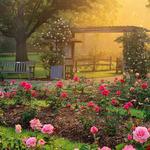 Columbus Park of Roses