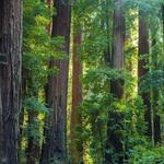 Richardson Grove State Park