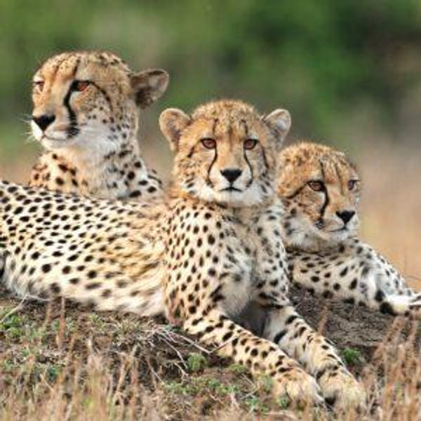 Our South African Safari Honeymoon Fund