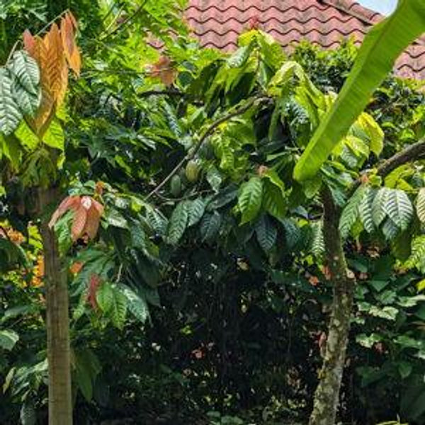 Coffee & Chocolate Tour