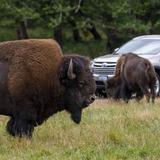 Northwest Trek Wildlife Park