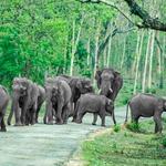 Bandipur National Park