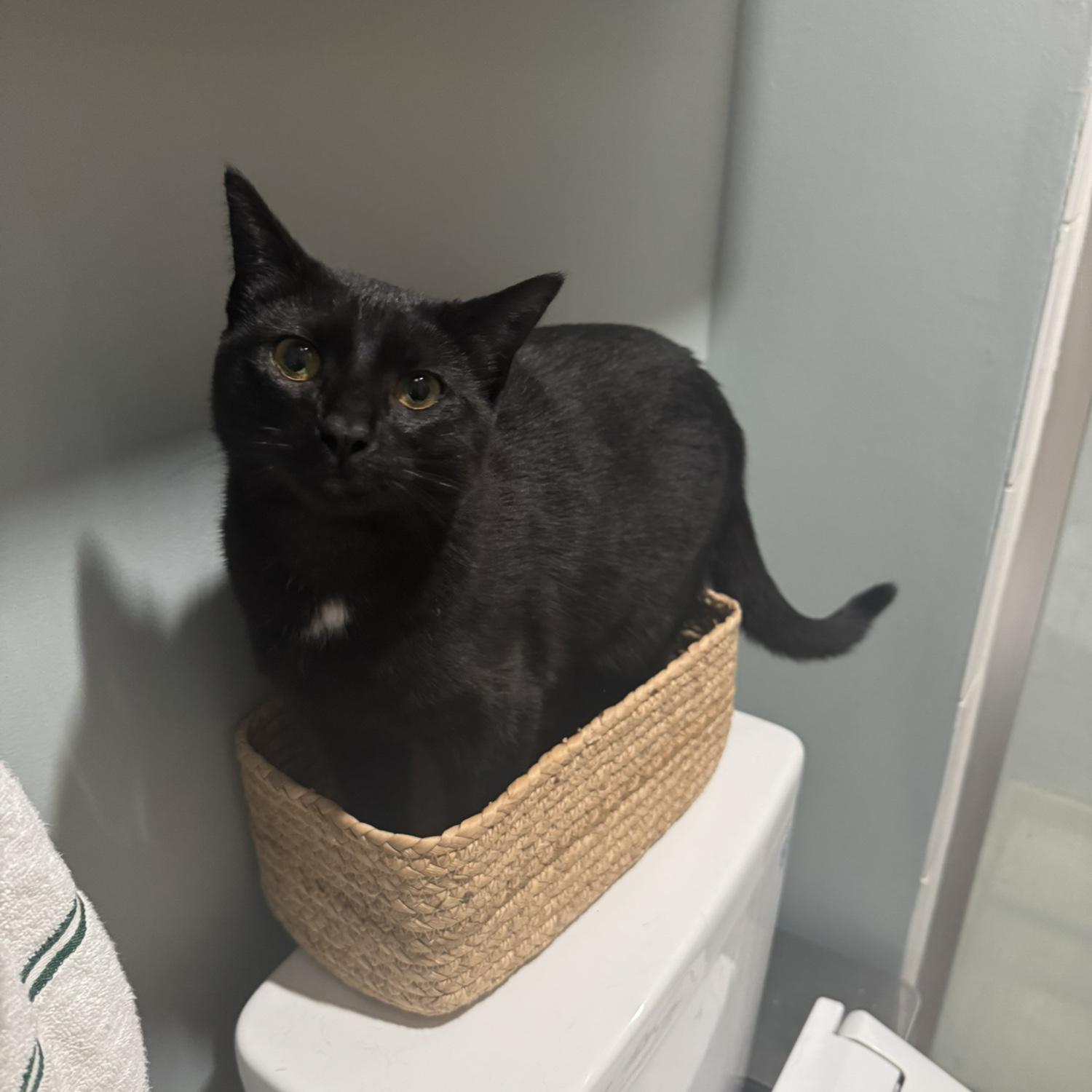 No better place to be than the basket on the toilet!