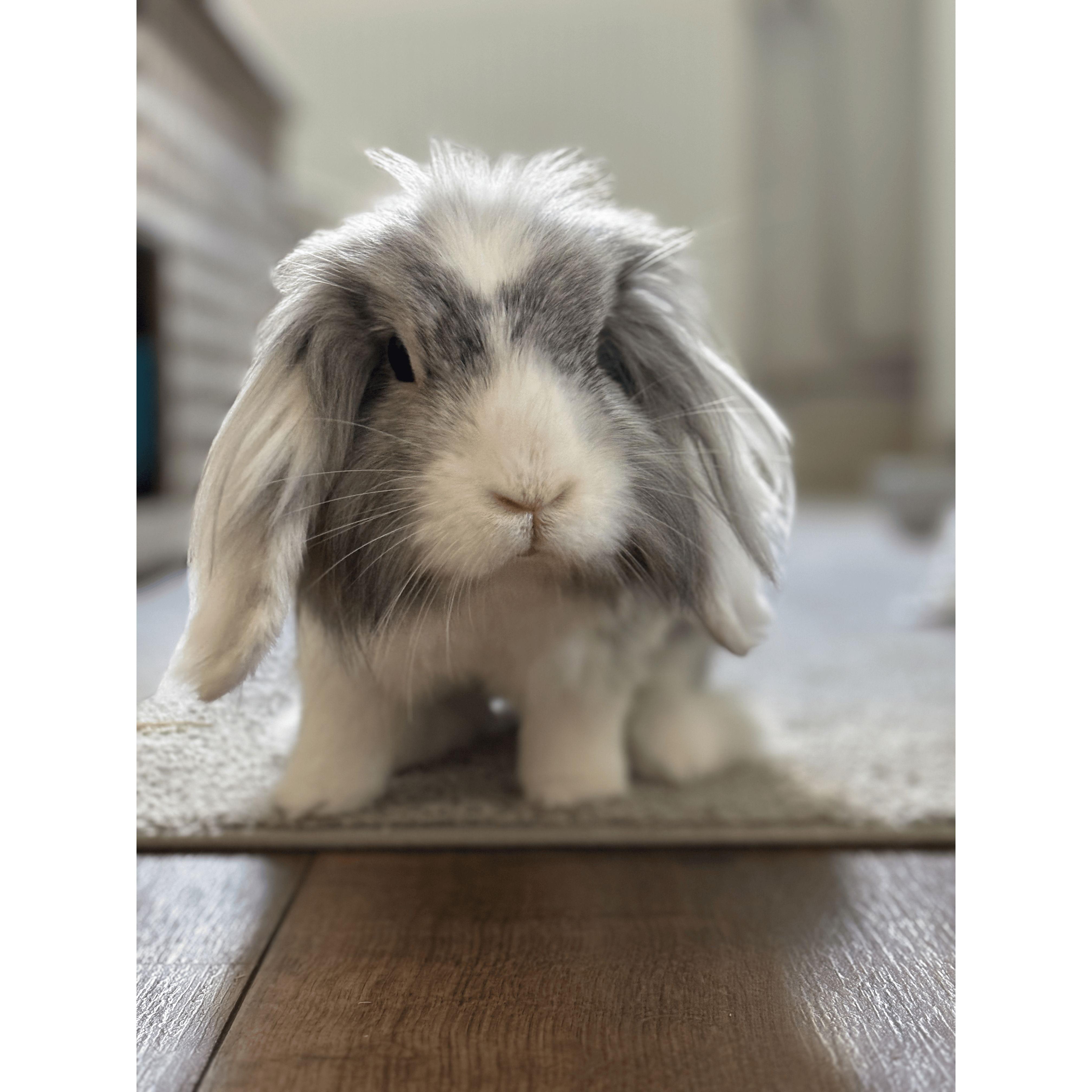 Our second bunny, Malcolm