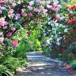 Mendocino Coast Botanical Gardens