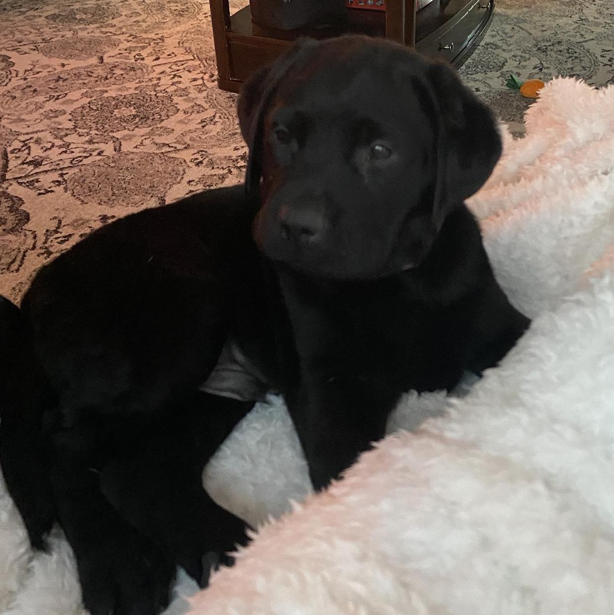 Our baby Hank’s first night home