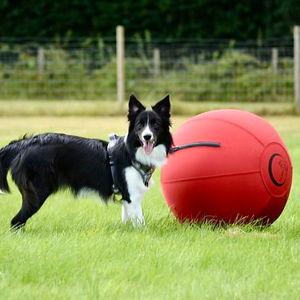 22 Inch (55cm) Diameter CollieBall Complete Package