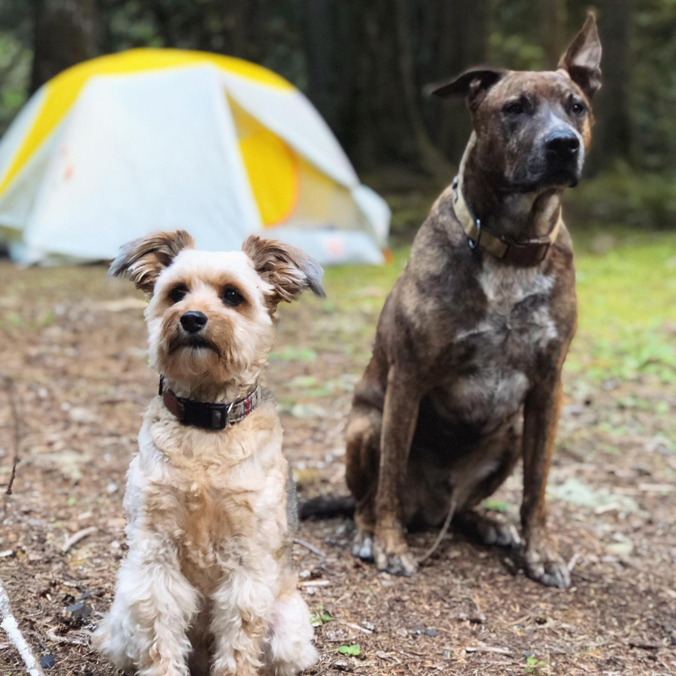 Camping trip with the dogs.