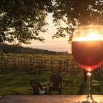 Galena Cellars Vineyard