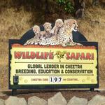 Wildlife Safari