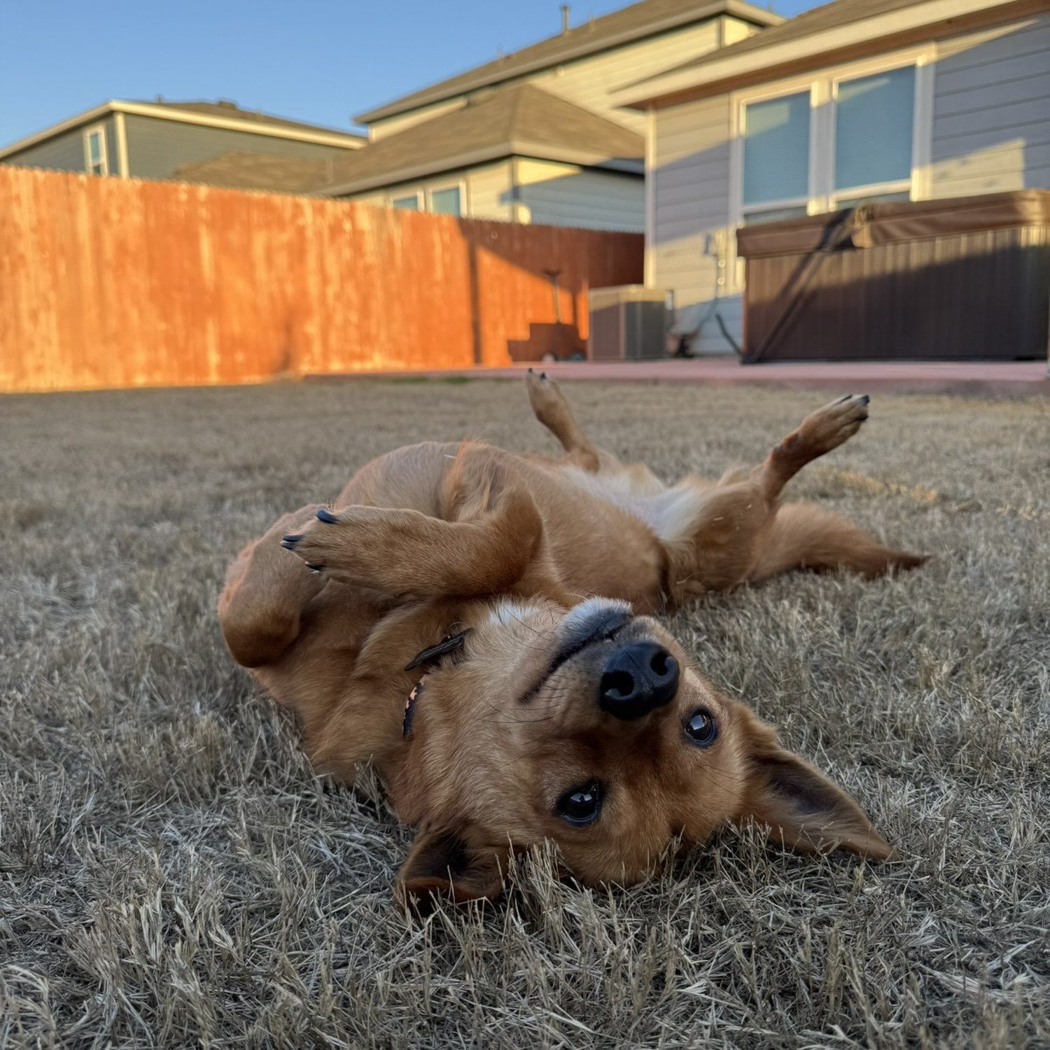 Opie enjoying his new yard!