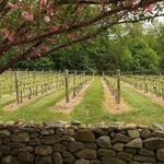 Chamard Vineyards
