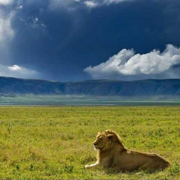 Ngorongoro Crater Safari