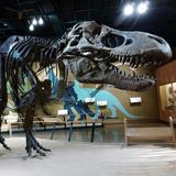 Cleveland Museum of Natural History