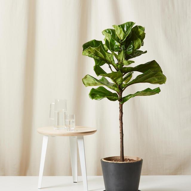Fiddle Leaf Fig