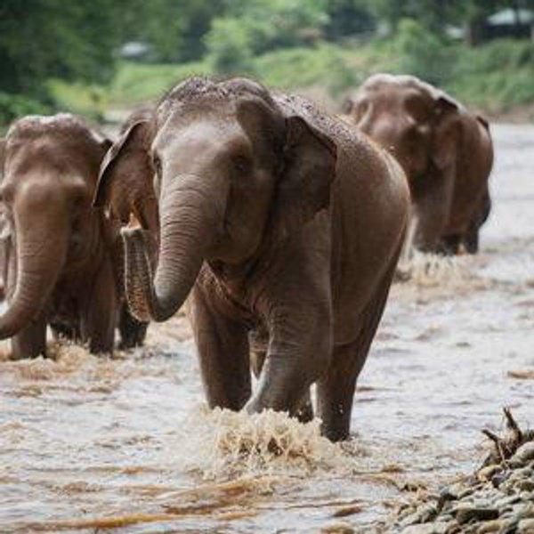 Elephant Nature Park: Chiang Mai