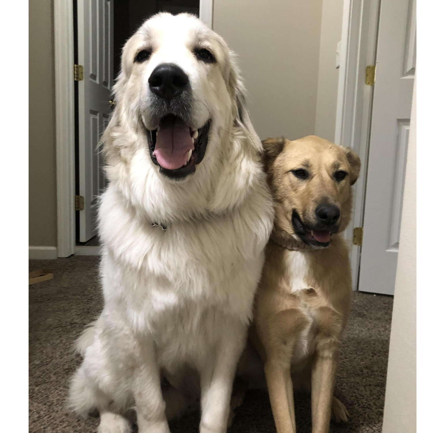 Toby and Mazie.