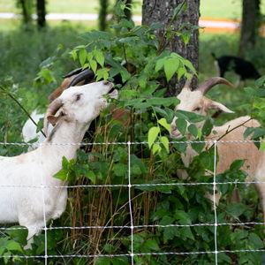Goat Grazing Fund - Brush Clearing