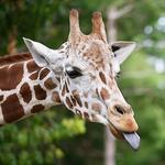 Indian Creek Zoo