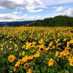 Memaloose Wildflower Hike
