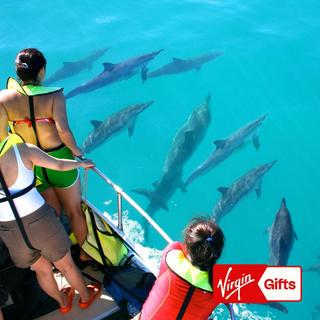 Dolphin Tour for 2 - Hawaii