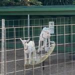 Surfing Goat Dairy