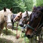 Brown County Saddle Barn
