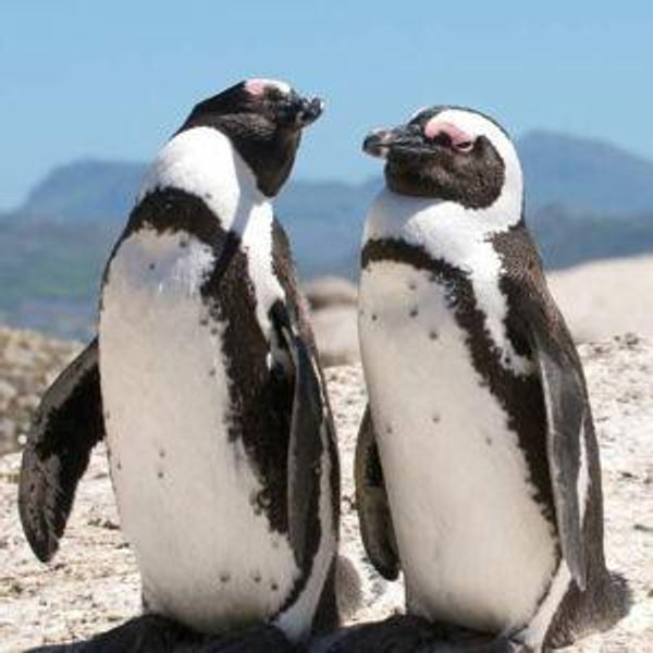 Boulders Beach Penguin Tour