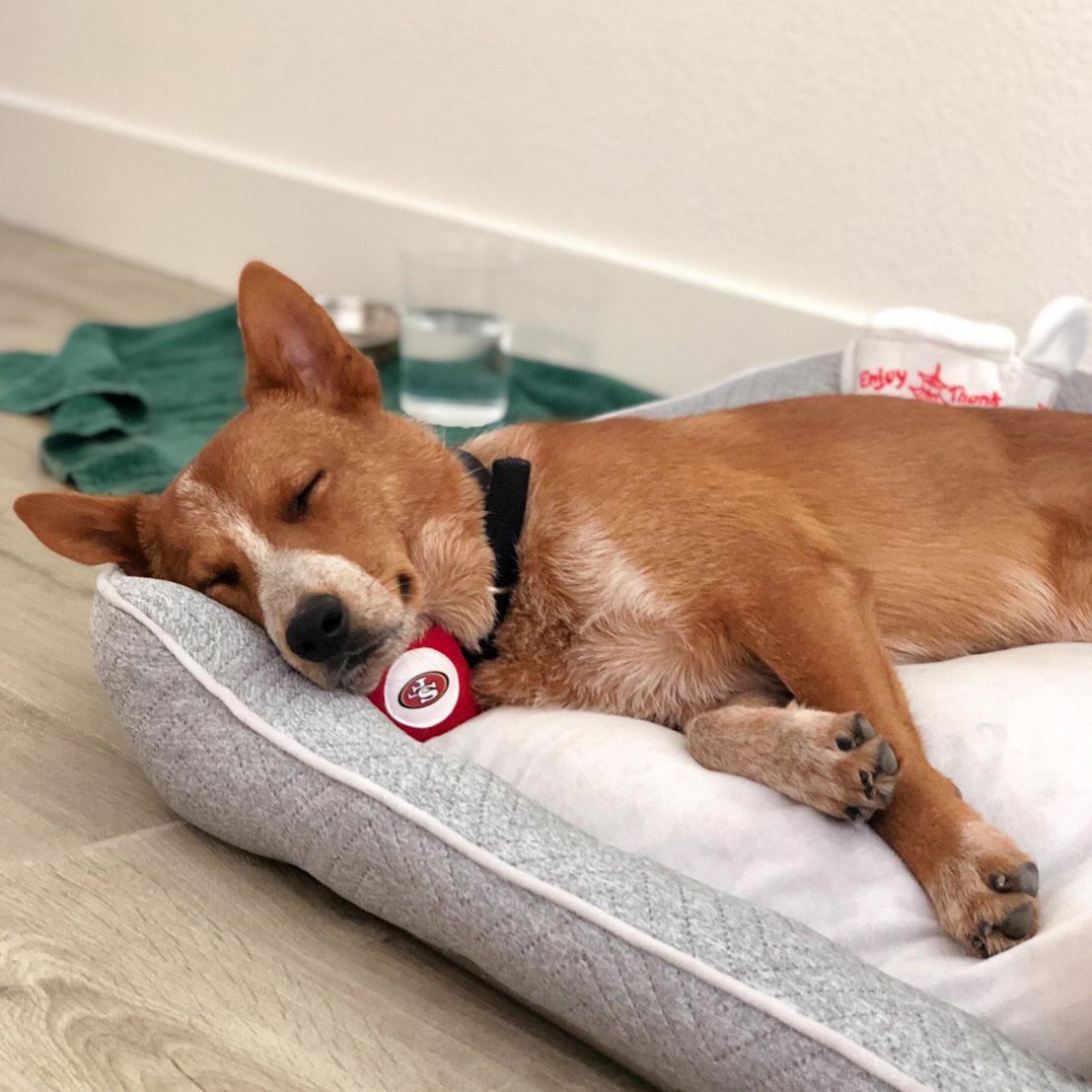 Pet Hotel For Benny During Our Honeymoon