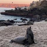 La Jolla Cove