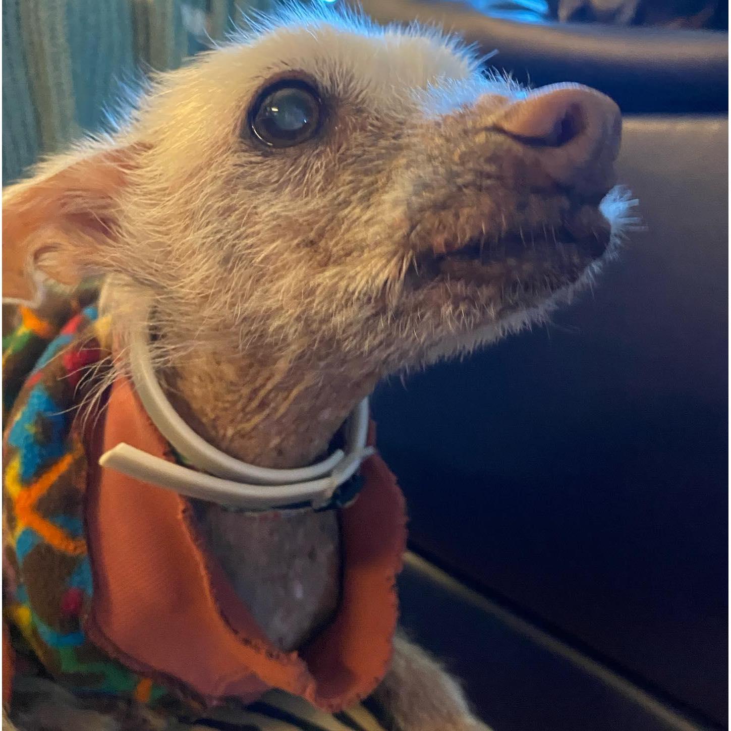 Sue's favorite boi, Zuzu!