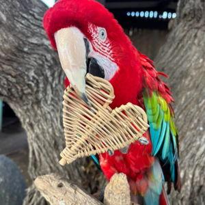 Free Flight Bird Sanctuary