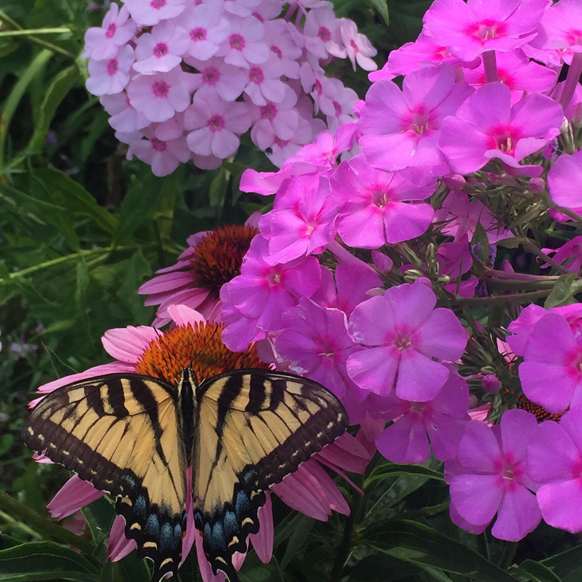 A picture from our beautiful flower garden.