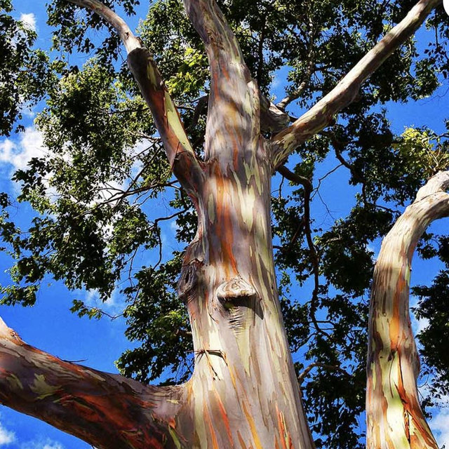 Rainbow Eucalyptus Tree