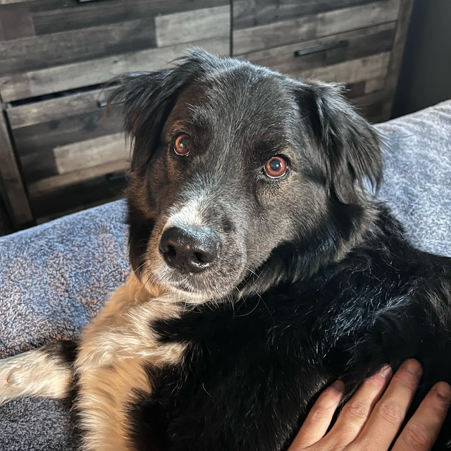 Pet Sitter for Honeymoon