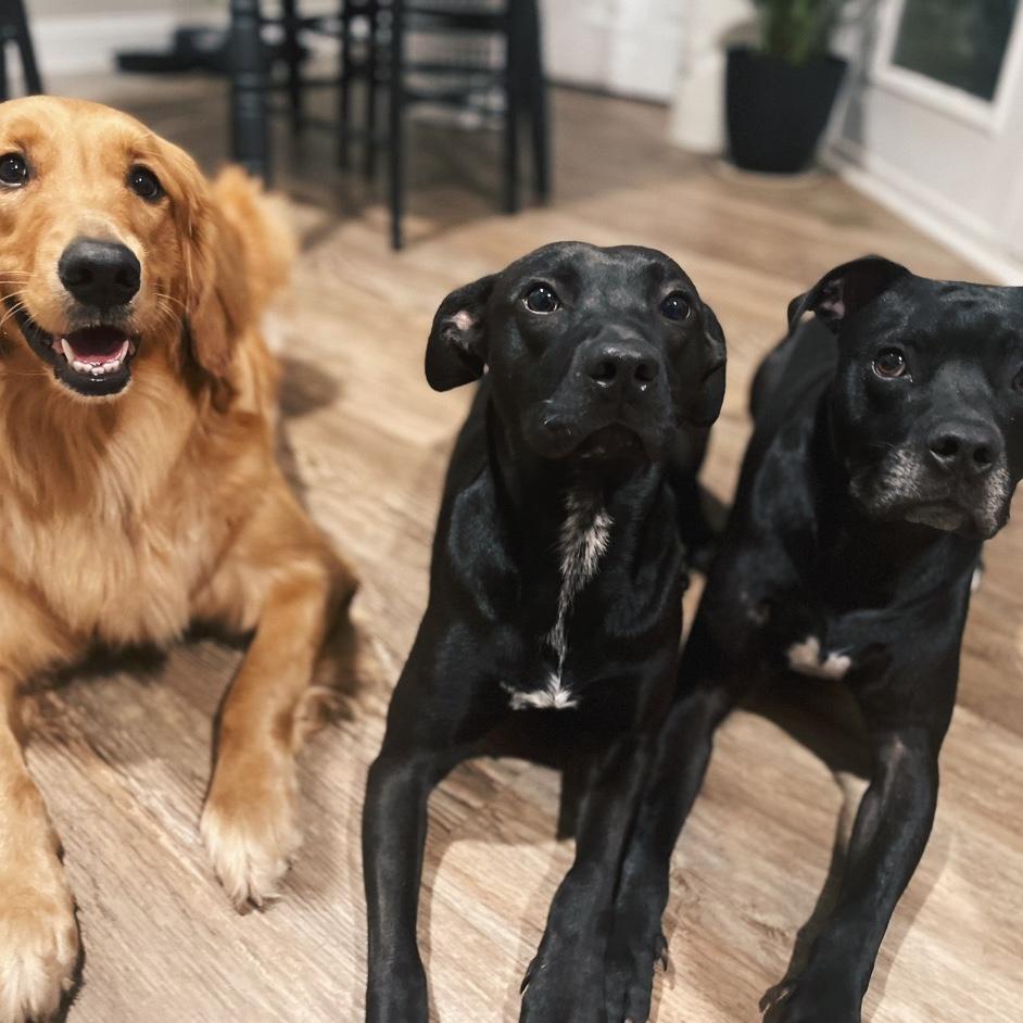 Our doggos!