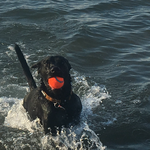 Montrose Dog Beach