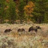 Wake up Early and head to Lamar Valley or Hayden Valley to see the best Wildlife
