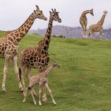 San Diego Zoo