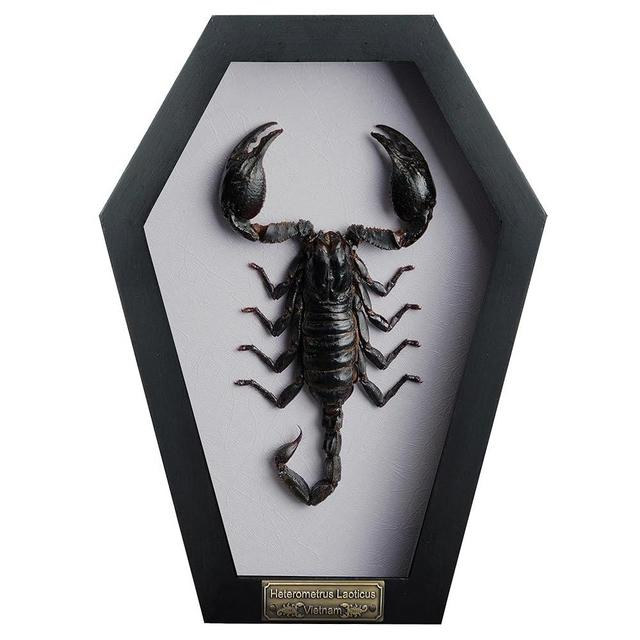VINADECOR Real Scorpion Frame Coffin box Taxidermy Insect Beetle Bug Preserved Spooky Gothic Decor for Shelf Home Craff Artwork Wall Hanging Home Boho Decoration CF18-51-TR-A9