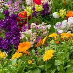 Amarillo Botanical Gardens