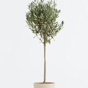 Arbol Olivo Exterior