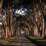 Cypress Tree Tunnel