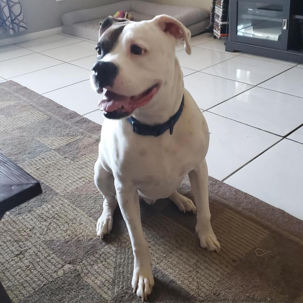 Rocco