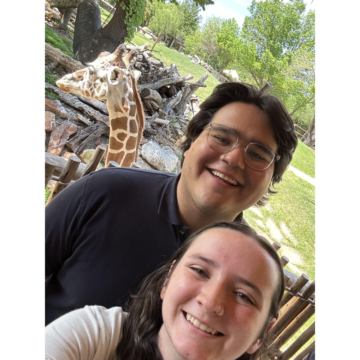 With the giraffes at the Fort Worth Zoo