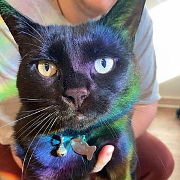 Bagheera’s Toy Fund